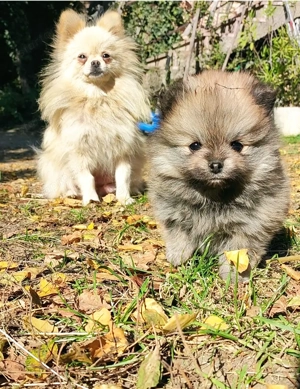 Törpe spicc kislány foglalható 