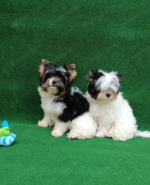 Mini Biewer Yorkshire Terrier fajtatiszta kiskutya eladó - kép 2