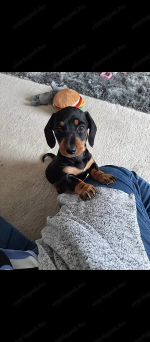 Fekete cser tacskó  - kép 4