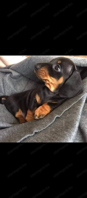 Fekete cser tacskó  - kép 3