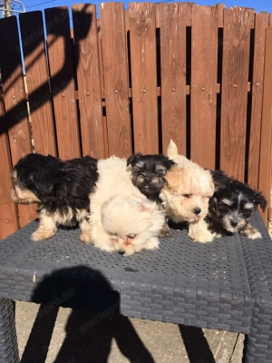 Bichon havanese kiskutyák - kép 4