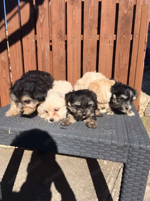 Bichon havanese kiskutyák - kép 2