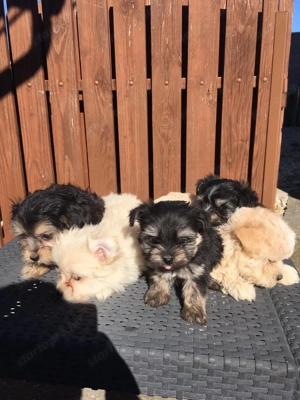 Bichon havanese kiskutyák - kép 3