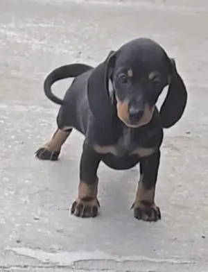 Fajtatiszta Törpe tacskó kislány