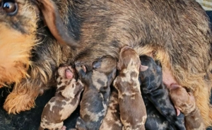 Harlekin Szálkásszőrű tacskó kölykök 