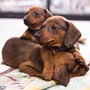 Fekete cser törpe tacskó  - kép 4