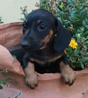 Fekete cser törpe tacskó  - kép 2