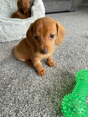 Fekete cser törpe tacskó  - kép 5