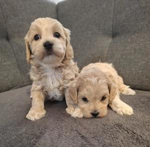 Maltipoo fajtatiszta jellegű kan kiskutyák - kép 4