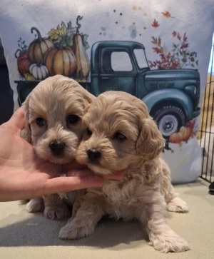 Maltipoo fajtatiszta jellegű kan kiskutyák - kép 9