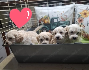 Maltipoo fajtatiszta jellegű kan kiskutyák - kép 11