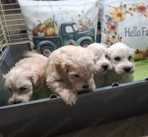 Maltipoo fajtatiszta jellegű kan kiskutyák - kép 10