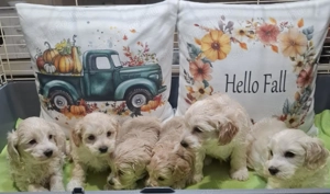 Maltipoo fajtatiszta jellegű kan kiskutyák - kép 8