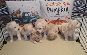 Maltipoo fajtatiszta jellegű kan kiskutyák - kép 7