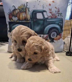 Maltipoo fajtatiszta jellegű kan kiskutyák - kép 3