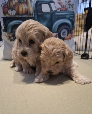 Maltipoo fajtatiszta jellegű kan kiskutyák - kép 2