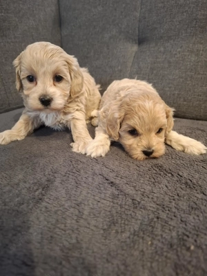 Maltipoo fajtatiszta jellegű kan kiskutyák - kép 6