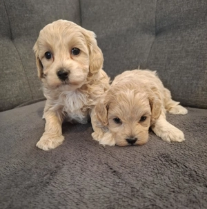 Maltipoo fajtatiszta jellegű kan kiskutyák - kép 5