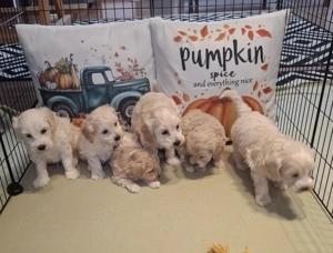 Maltipoo fajtatiszta jellegű kan kiskutyák - kép 12