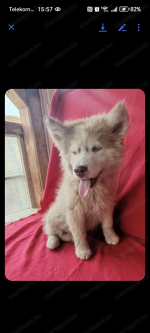 Szibériai husky kiskutyák gazdikeresok  - kép 2