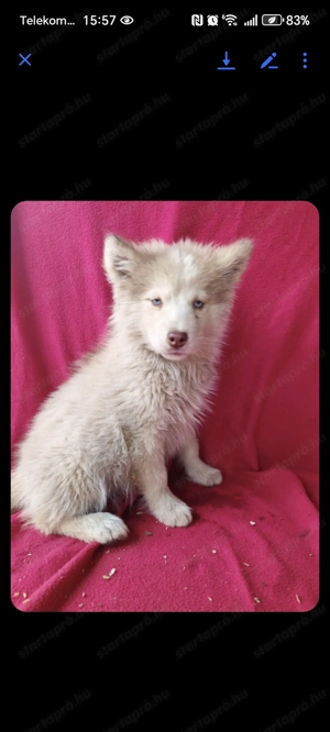 Szibériai husky kiskutyák gazdikeresok  - kép 3