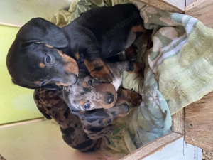 Harlekin tacskó kölykök eladó!