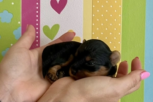 Yorki babák novembertől elvihetőek