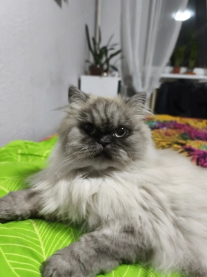 Eladó Perzsa Jellegű Cica - kép 2