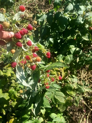 Folyton termő polka málnatő