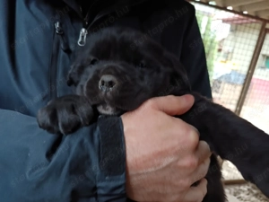 Cane corso fedez  - kép 3