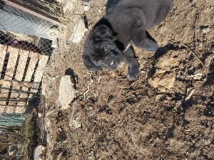 Cane corso fedez  - kép 2