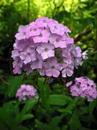 Bugás phlox lángvirágmag - kép 3