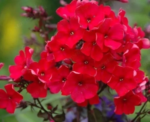 Bugás phlox lángvirágmag - kép 2