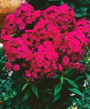 Bugás phlox lángvirágmag - kép 4