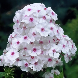 Bugás phlox lángvirágmag - kép 5