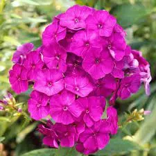 Bugás phlox lángvirágmag - kép 6