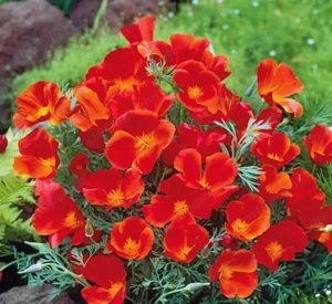 Kaliforniai kakukkmák  - kép 2