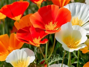 Kaliforniai kakukkmák  - kép 4