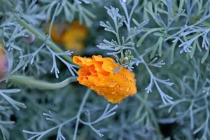 Kaliforniai kakukkmák  - kép 3