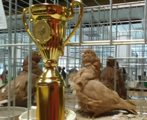 Kínai galambok eladók!