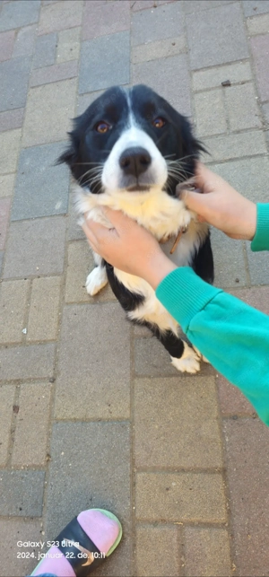 Ingyen elvihető keverék kiskutya - kép 6