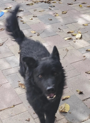 Ingyen elvihető keverék kiskutya - kép 7