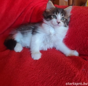 maine coon lányok foglalhatók  - kép 2