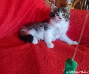 maine coon lányok foglalhatók  - kép 4