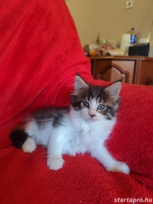 maine coon lányok foglalhatók  - kép 3