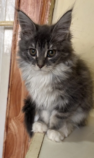 Kislány Maine Coon cica