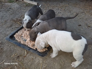 Starrordshire terrier