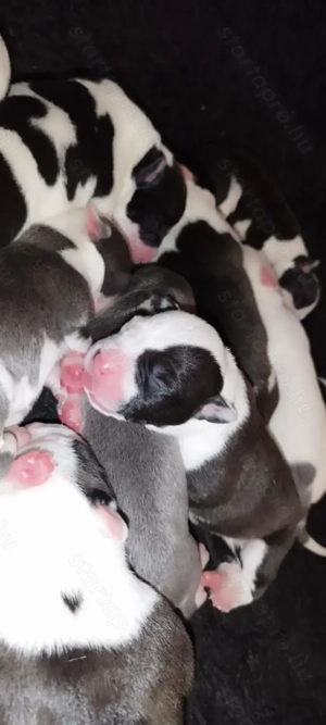 Amerikai staffordshire terrier 