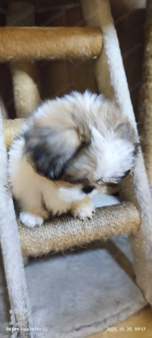 Shih-tzu Kislány gazdisodna