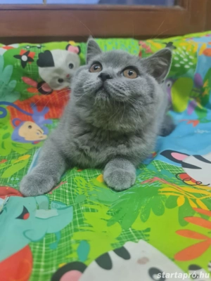 Brit rövidszőrű cicák.